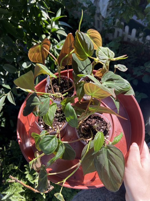 Philodendron Micans