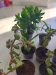 Aloes, grubosz, stapelia, crassula i kalanchoe 9 sztuk