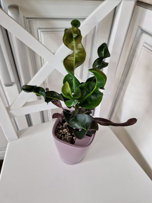 Кротон Settle phon Ihan,  Pink Lady з домашньої колекції