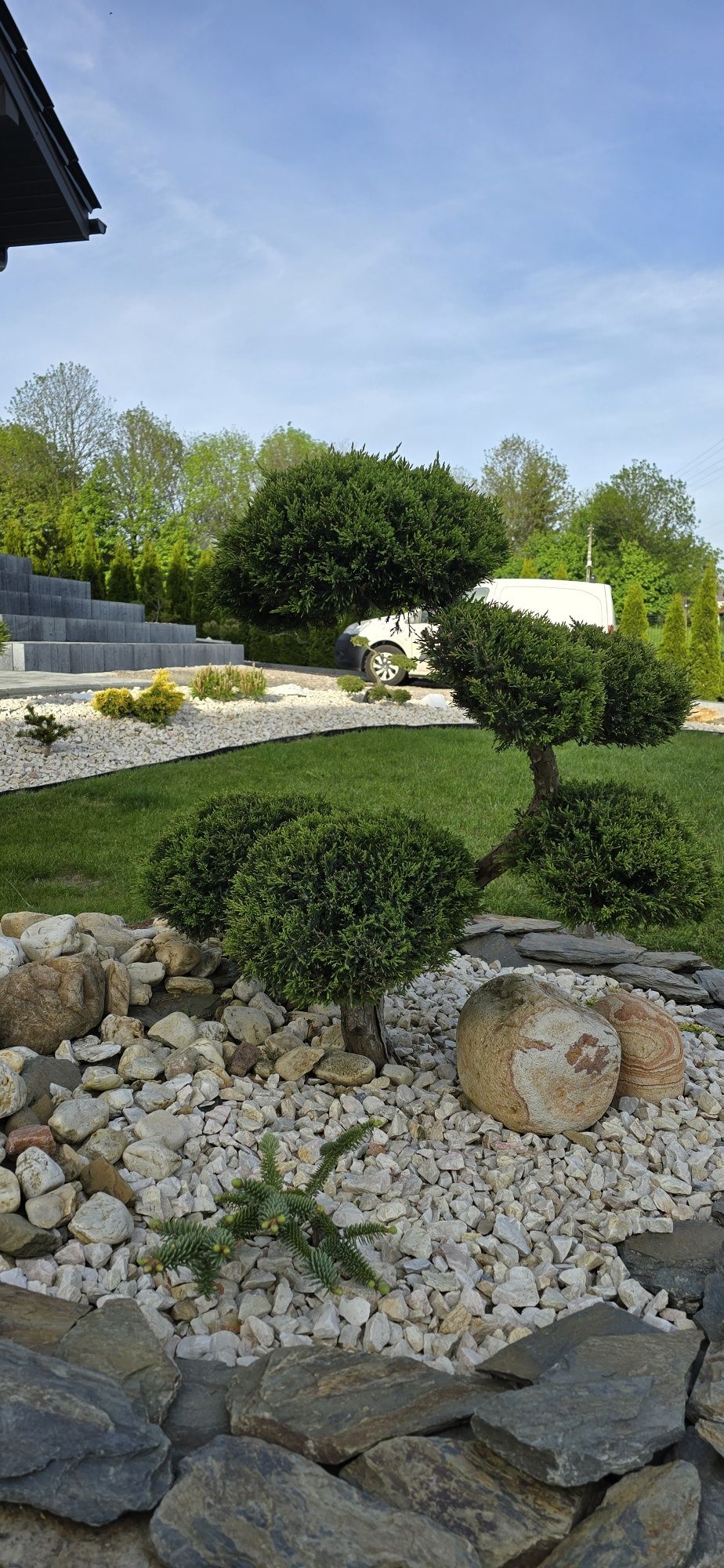 Drzewko Bonsai Jałowiec