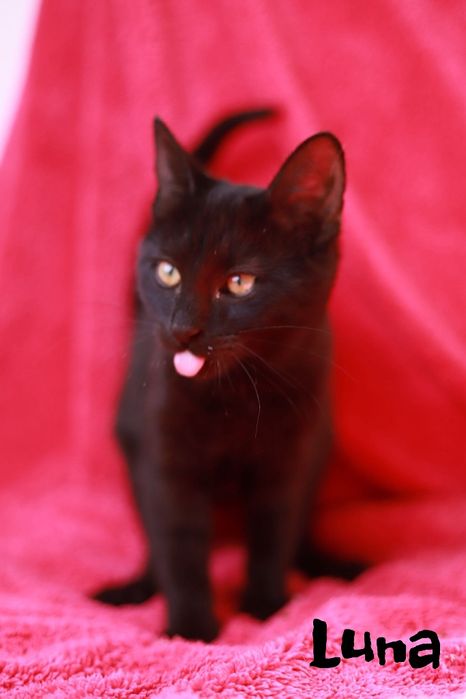 Znasz tą kicię? To Sisi! Urocza pręguska szukajaca nowego domu