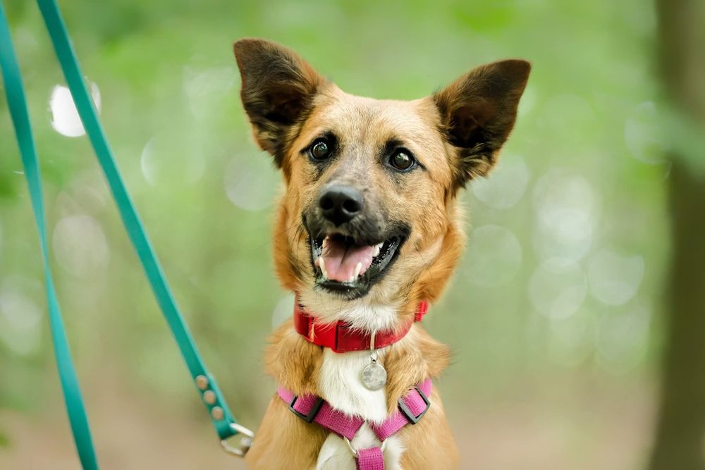 STITCH, roczny psiak w schronisku, adoptuj