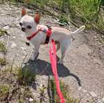Chihuahua suczka i piesek