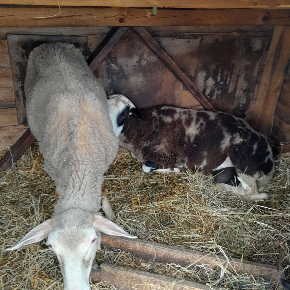 Sprzedam 3 baranki (owca, baran, jagnie)