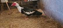 Pato mudo macho 2 anos