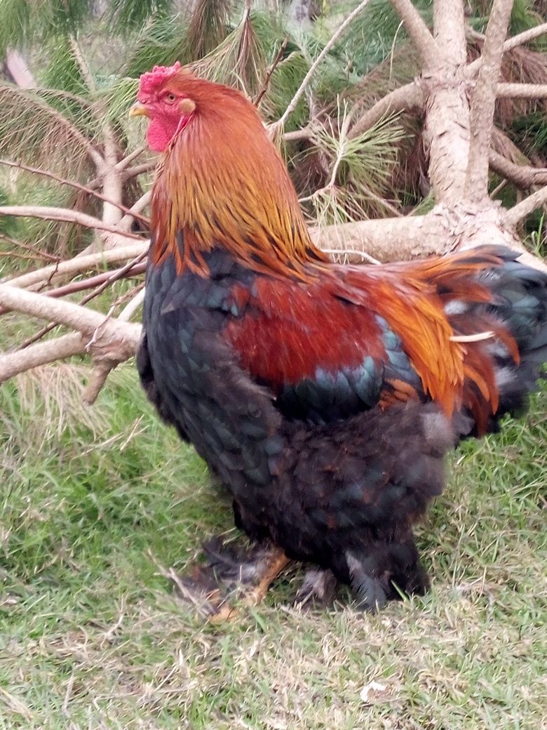 Galos Brahma perdiz