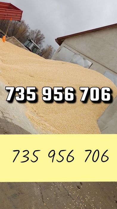 Kukurydza mokra zamówienia