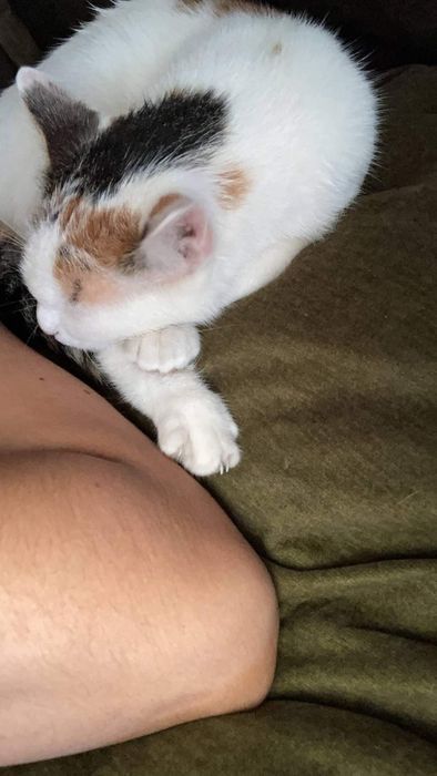 Zaginęła kotka Meliska