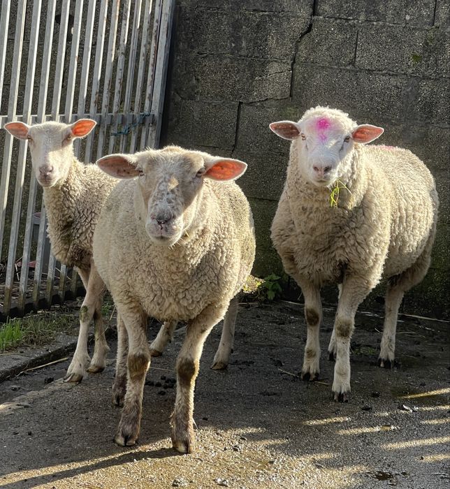 2 ovelhas prenhas 1 macho île de france cx ( ler anuncio )