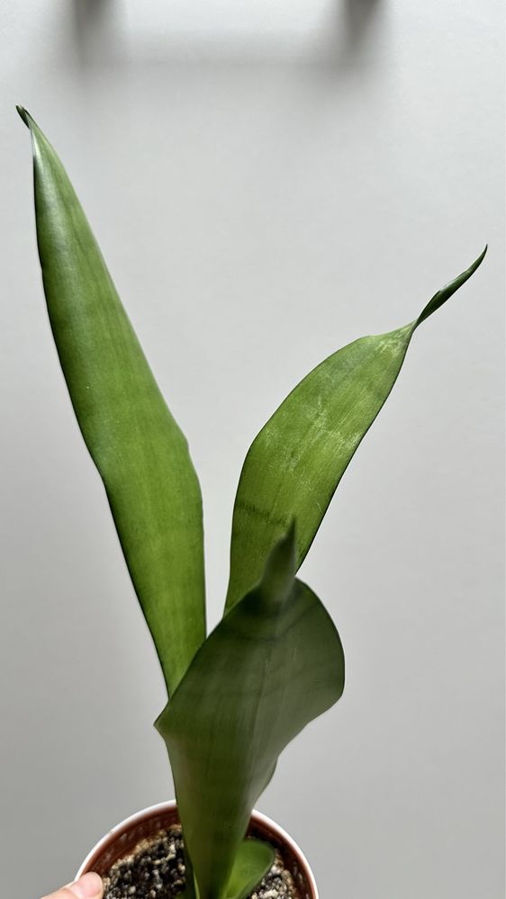 Sansevieria Moonshine