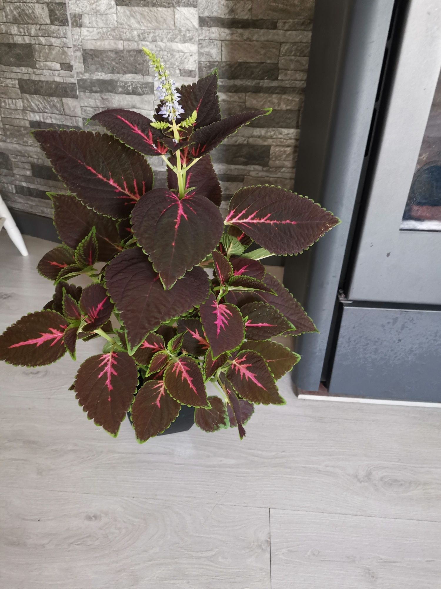 Planta viçosa conhecida por "Coração magoado"