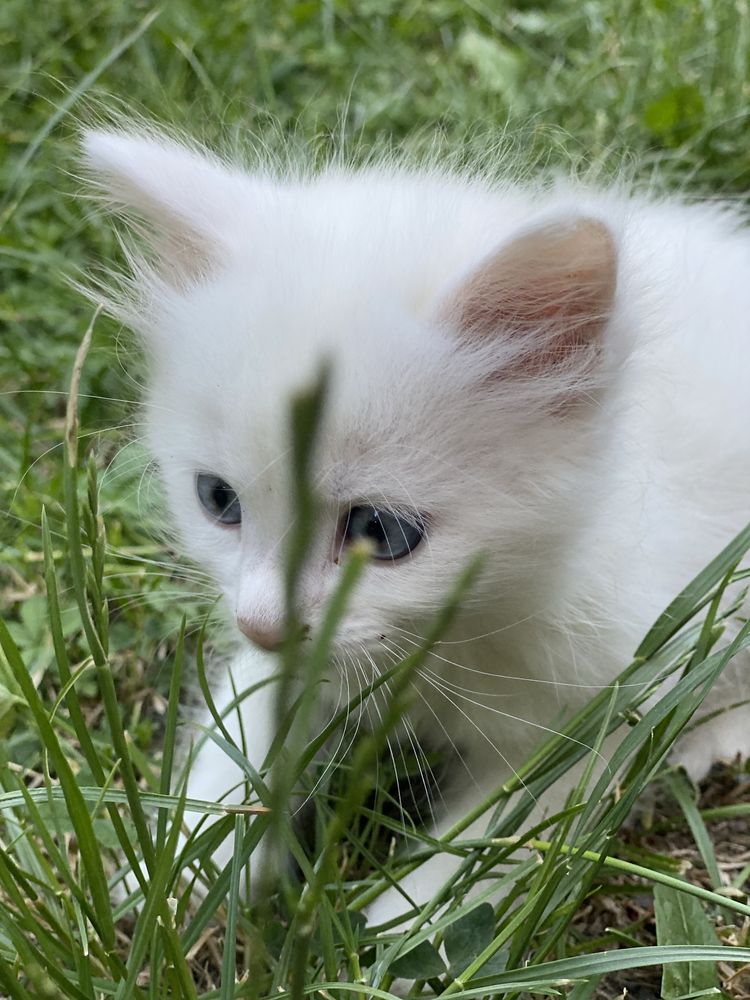 Кошеня. Віддам у добрі руки