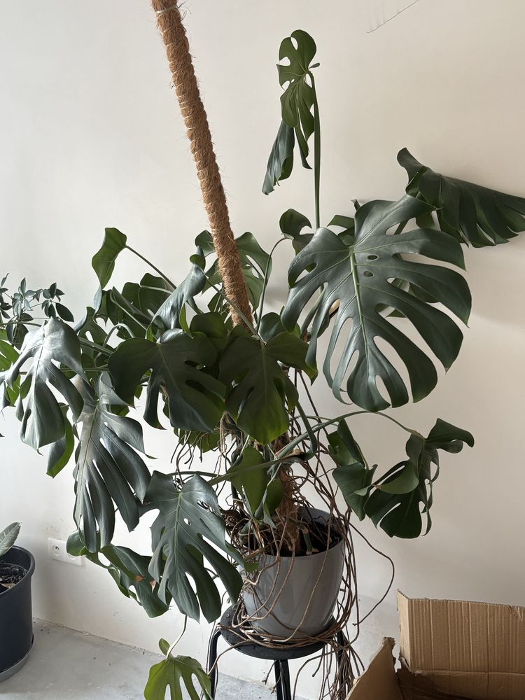 Duża monstera, nowe przyrosty