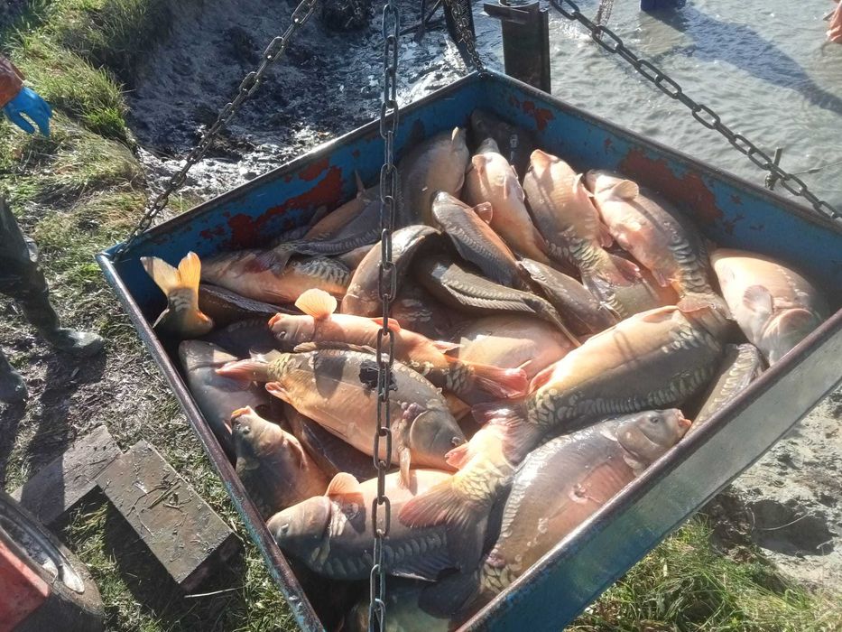 SPRZEDAŻ RYB TYCHY - karp, amur, pstrąg, lin, jesiotr, szczupak, sum