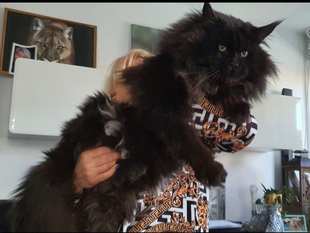 Mainecoon  kocur rudy