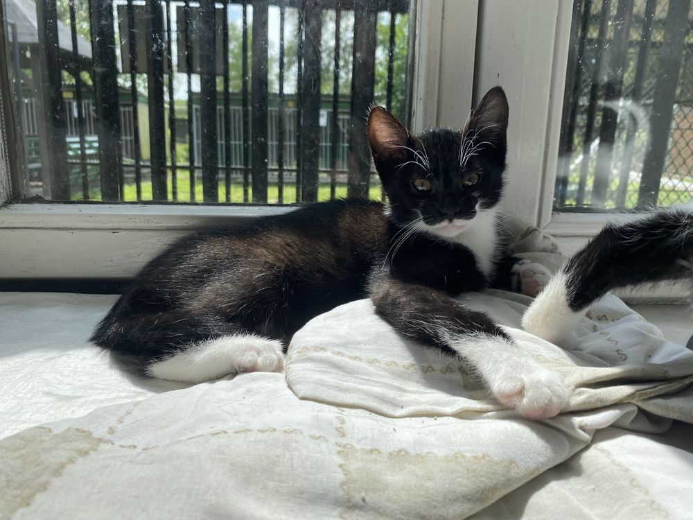 Rozbrykany i tulaśny Czaruś do rozważnej adopcji