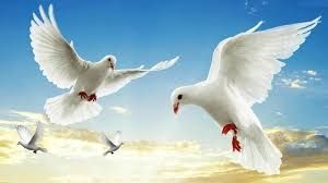 Białe gołębie na ślub  Para Białych gołębi