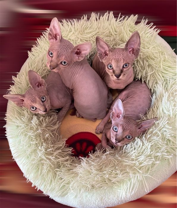 Канадський сфінкс