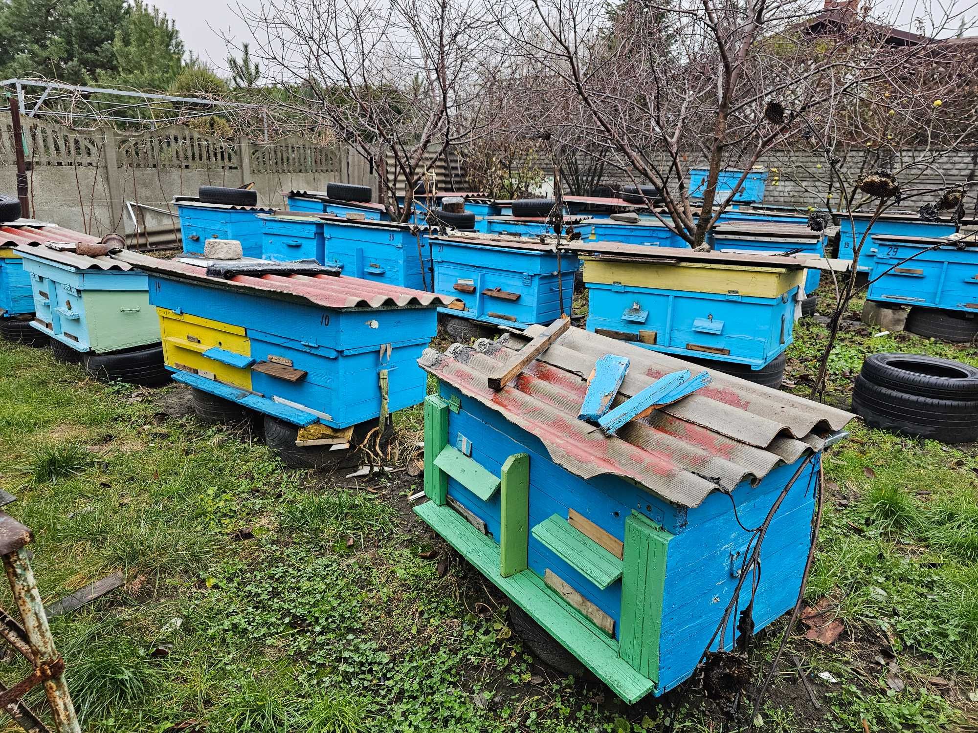 Вулики з бджолосім'ями