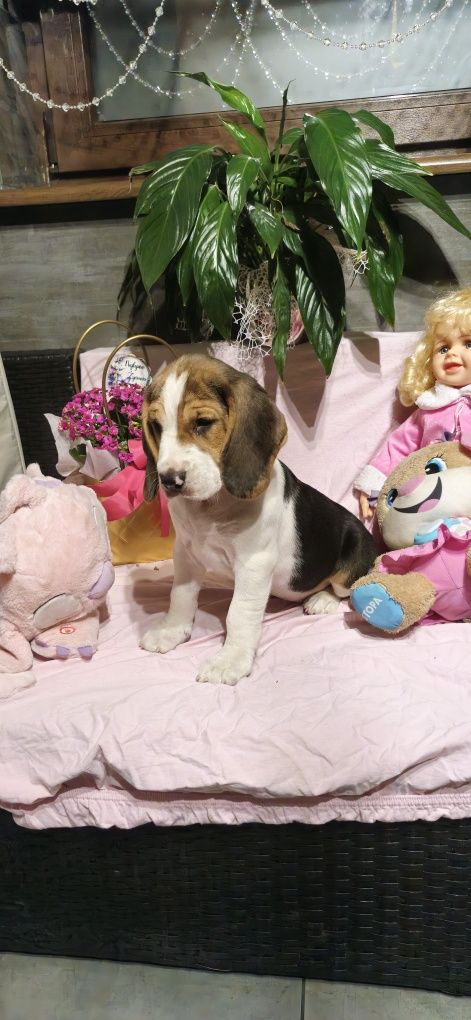 Śliczny piesek rasy Beagle