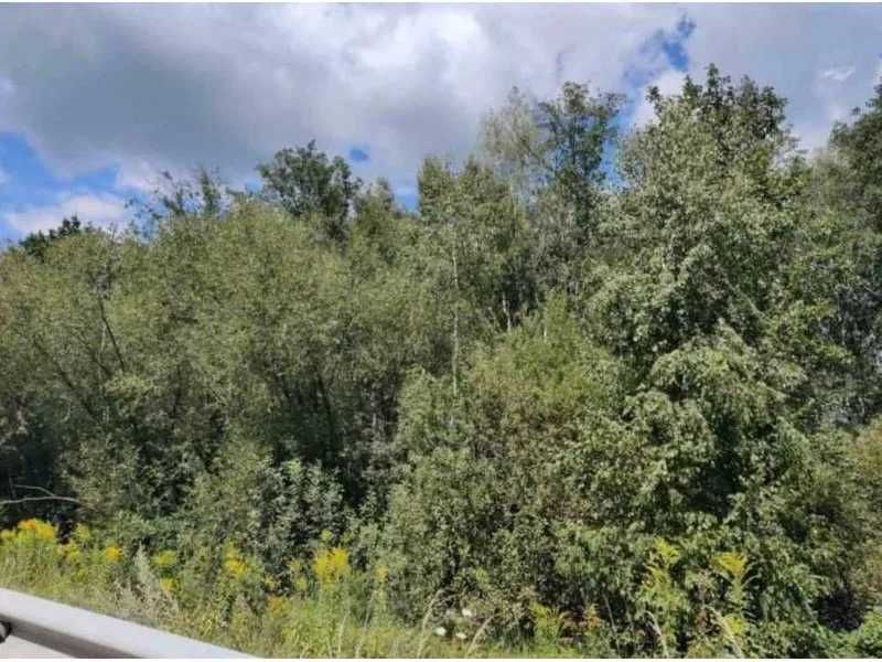 Земельна ділянка (5,0 га) - с. Березівка Житомирської обл.