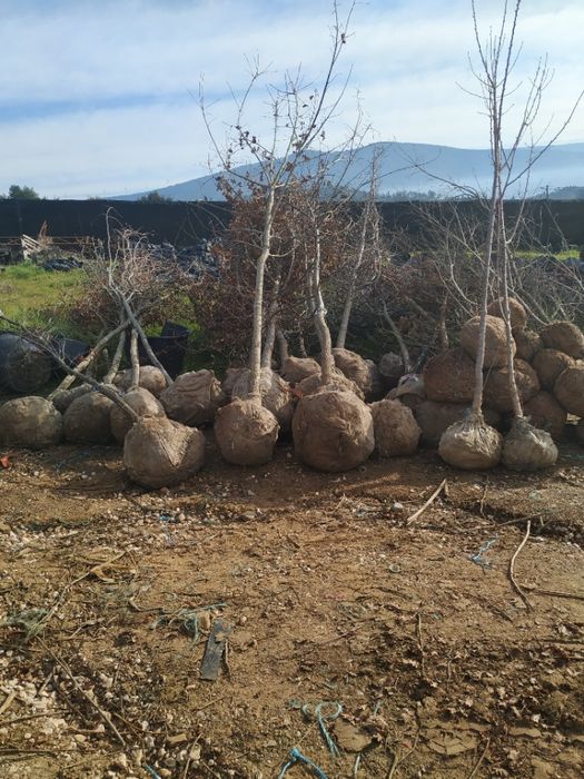 Serapilheira em rolos para jardinagem e viveiros de plantas