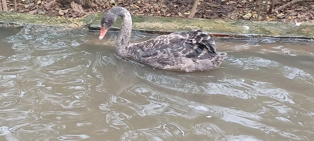 Cisne macho novo