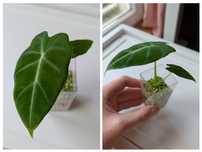 Alocasia Alokazja Frydek hydroponika ukorzenione maluchy