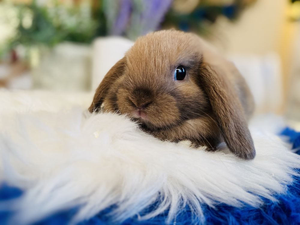 Hodowla królików MINI LOP, króliki rasowe (królik miniaturka) metryka