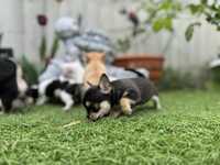 Chihuahua mini czarny piesek