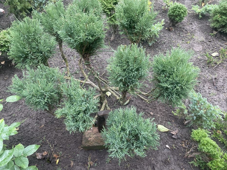 Продаю гарні туї з власного розсадника