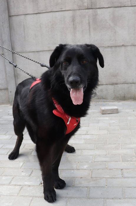 Duży pies do adopcji Olaf