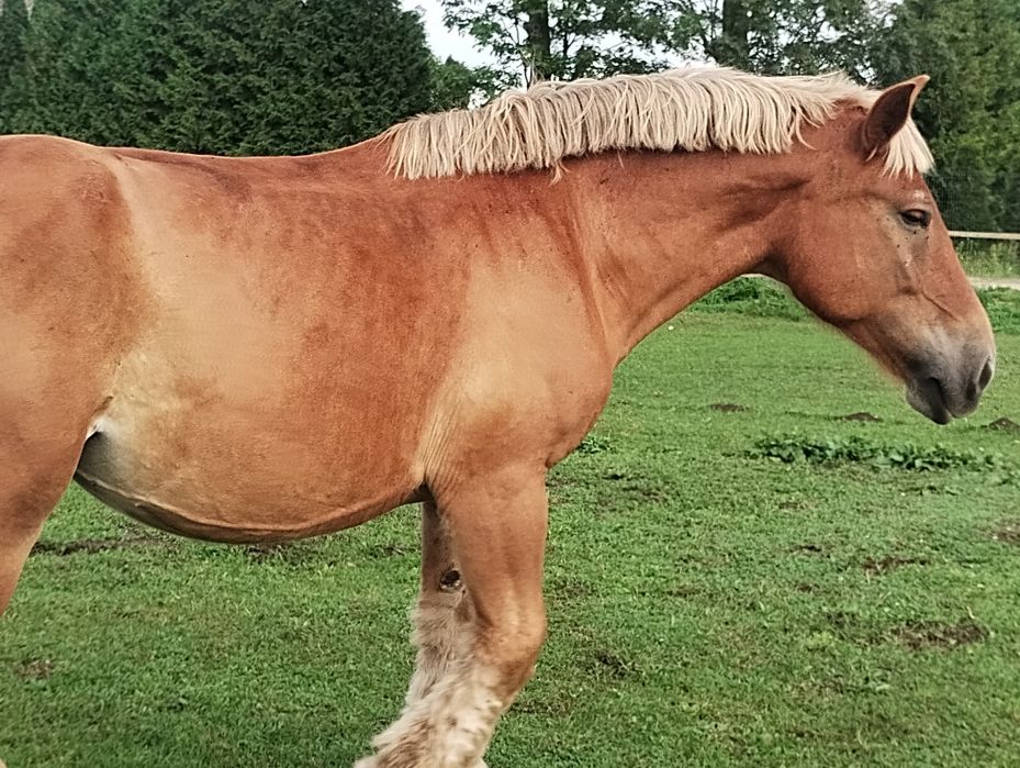 Zimnokrwista  klacz 82 pkt po Beethovenie