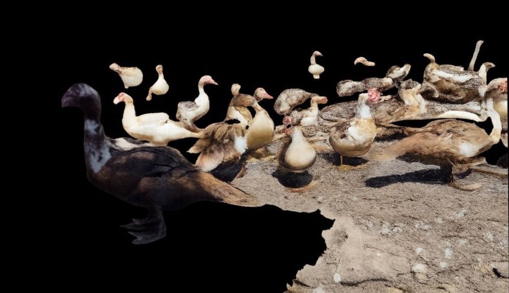 Продам качок шипунів