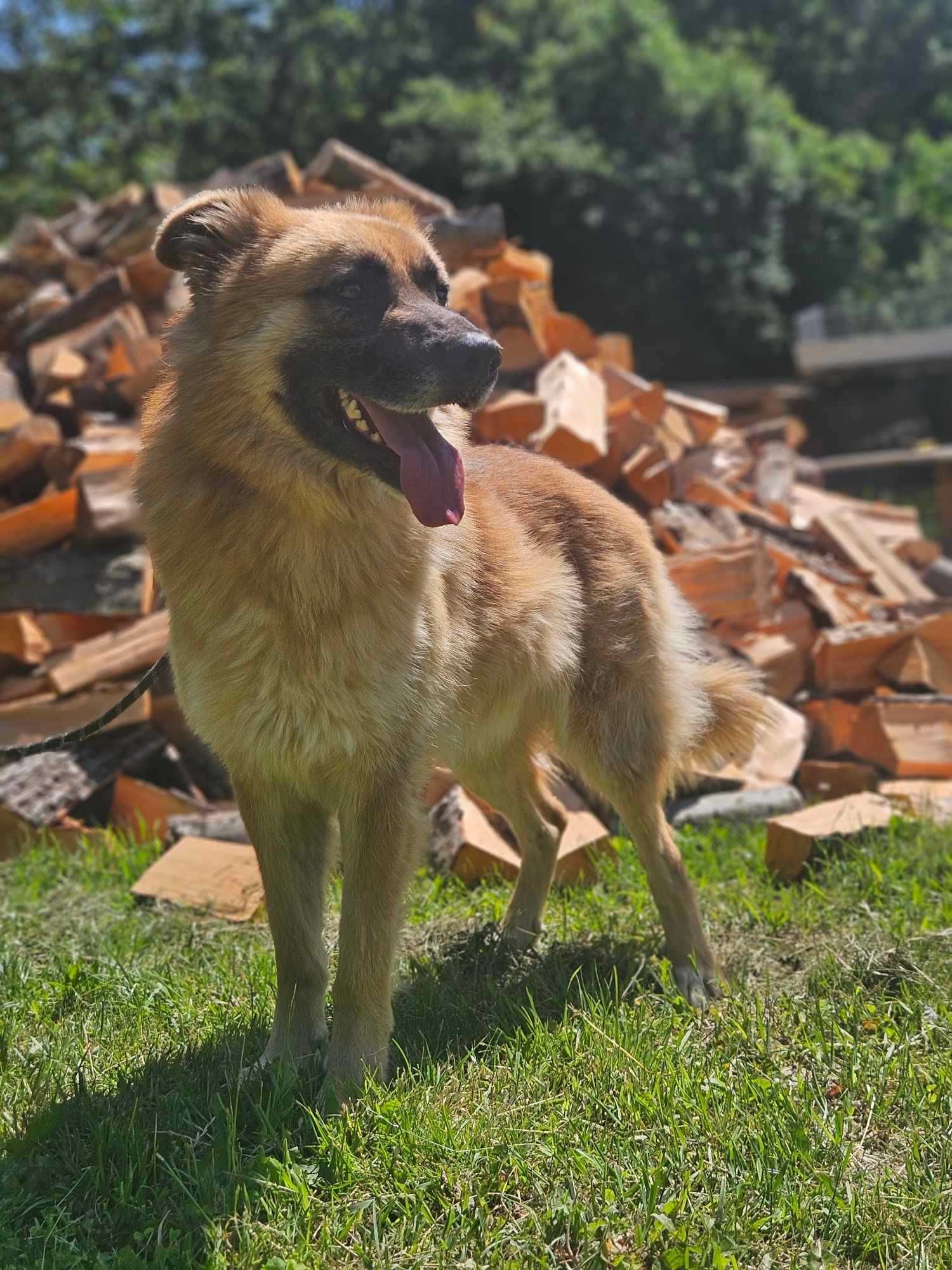 Leonberger mix   Neon  schronisku w Zgierzu aktualne