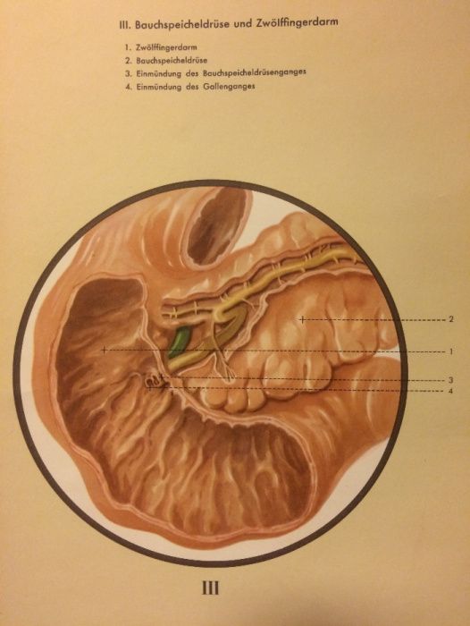 O sistema digestivo - cartaz de escola - Klett Verlag