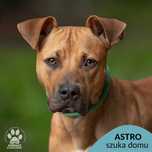 Astro szuka odpowiedzialnego domu! OTOZ Animals Ciapkowo