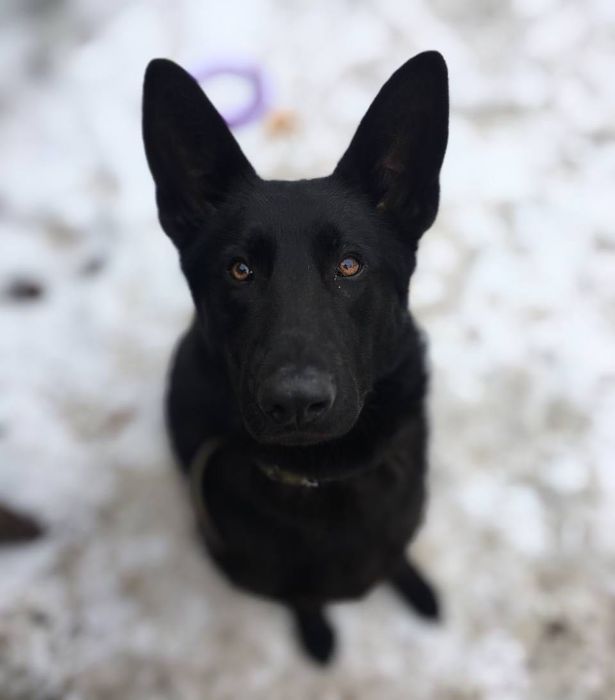 Віддам чорну дорослу вівчарку