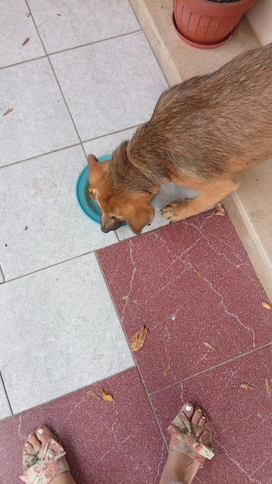 Adoção de cão bebe