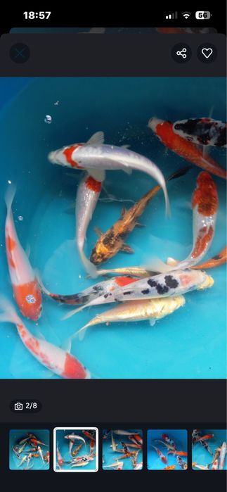 Carpas koi, diversos tamanhos