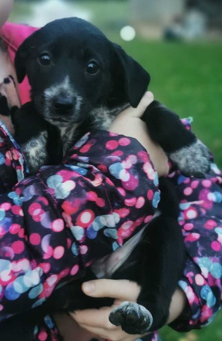 Pokochaj mnie. Dwie suczki szukają domu.