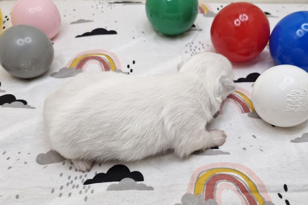 Chihuahua suczka długowłosa