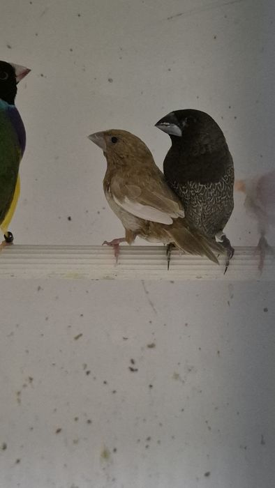 Vendo 4  vasais de bengalins