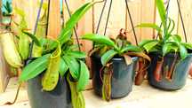 Nepenthes . Plantas carnívoras várias espécies