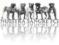 Hodowla Presa Canario! ZKwP/FCI