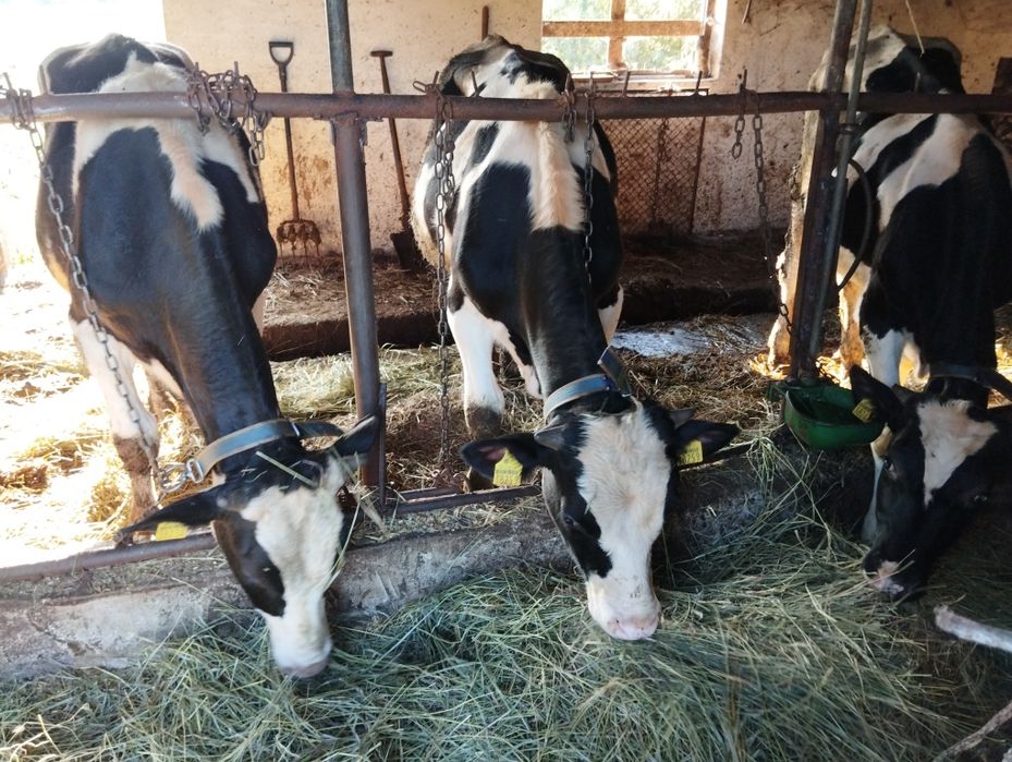 Byk rozpłodnik HF HO