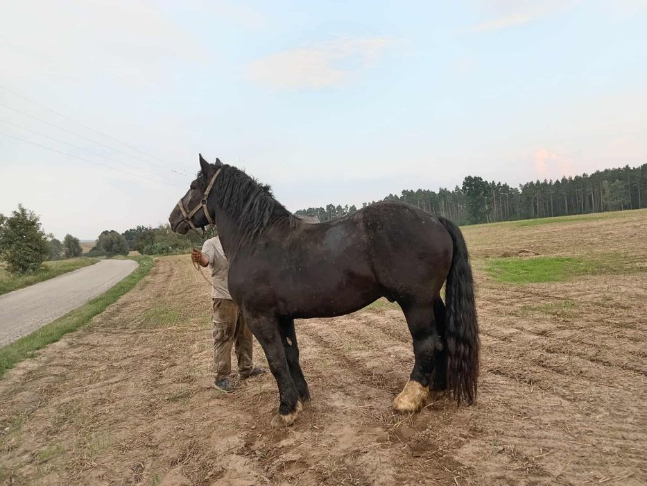 Sprzedam ogiera karego