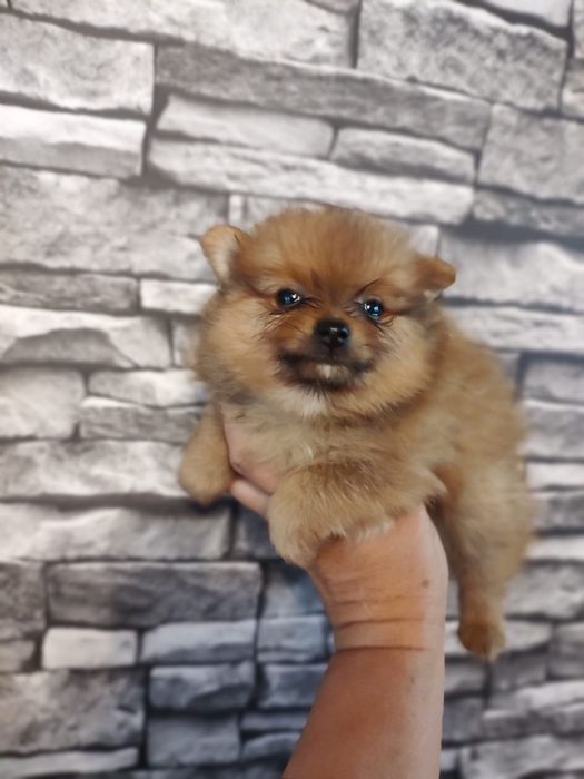 Szpic Miniaturowy (Pomeranian)