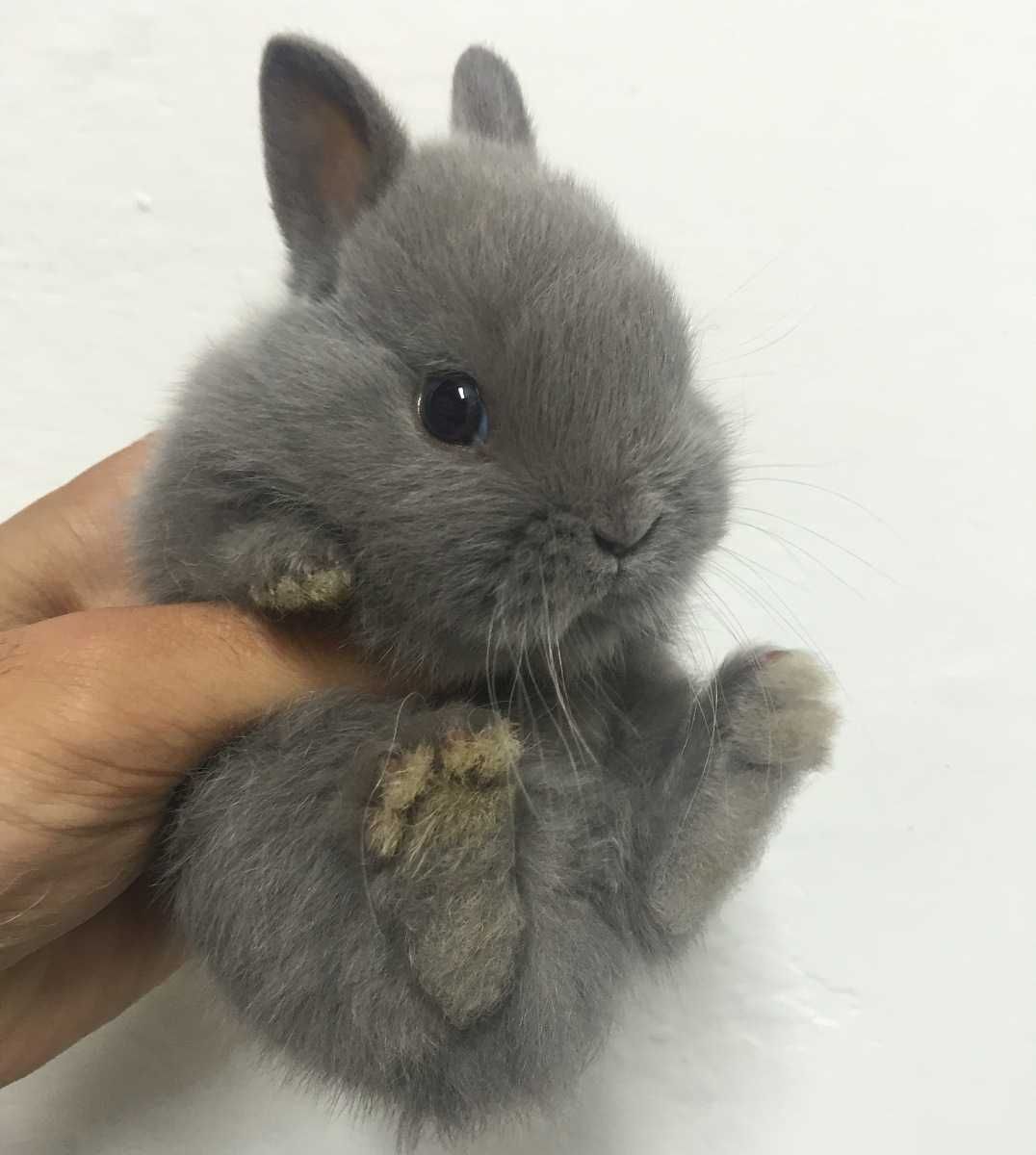 KIT Coelhos anões teddy e mini holandês muito meigos