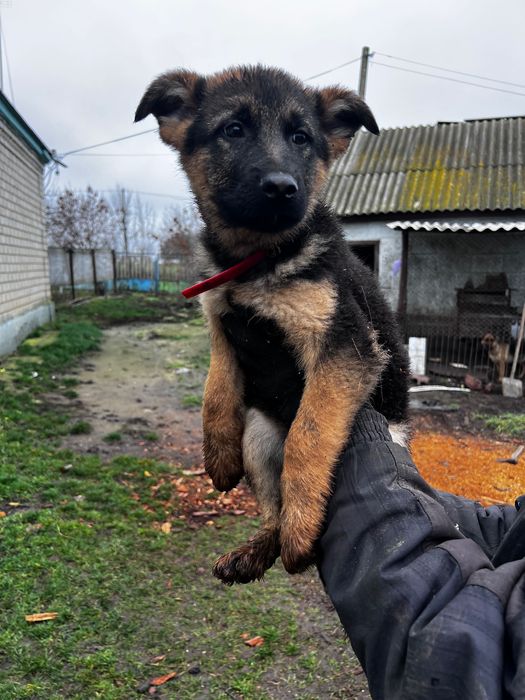 Цуценята Німещької вівчарки